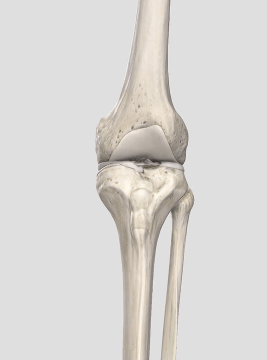 caitheamh fíochán cartilage